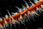 Bryaninops amplus-Mahe Barges jumelles-21m-20190608-Denis-ADER-DSC_7916_tn